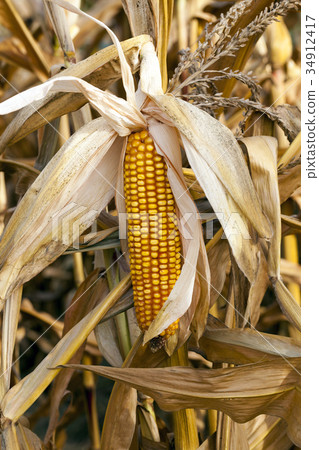 ears of ripe corn ears of ripe corn 34912417