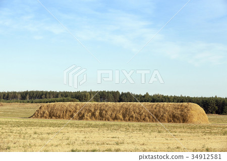 Field harvested wheat crop 34912581