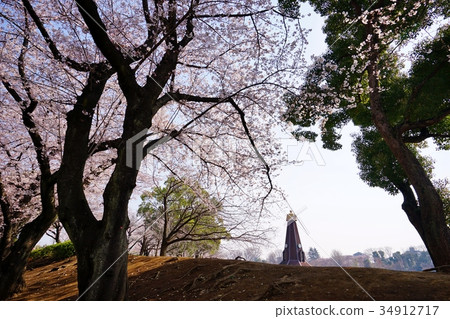 櫻花在公園裡 櫻花在公園裡 34912717
