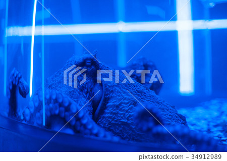 portrait of the octopus underwater 34912989