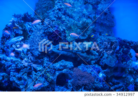 Different marine animals 34912997