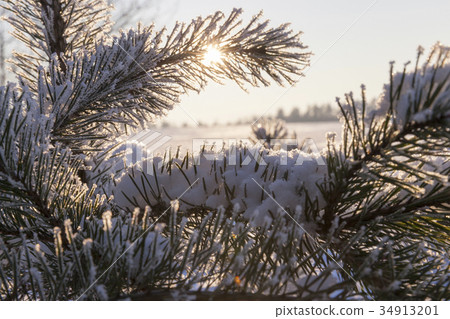 Pines in the rime 34913201