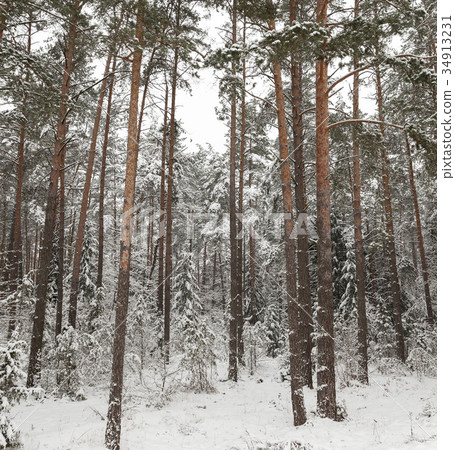 Trees in the forest in winter 34913231