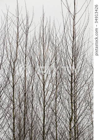 Trees in winter 34913426