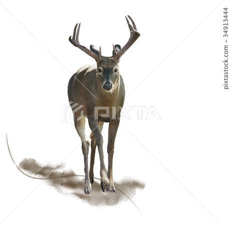 Male Deer watercolor 34913444