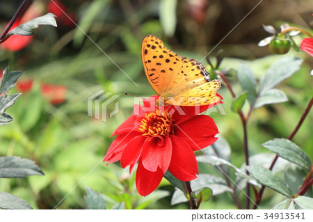 Red-tailed Japanese leopard butterfly in red dahlia Japanese bishop 34913541