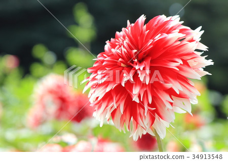 Red dahlia 34913548