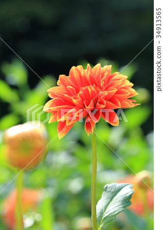 Orange Dahlia Choir 34913565