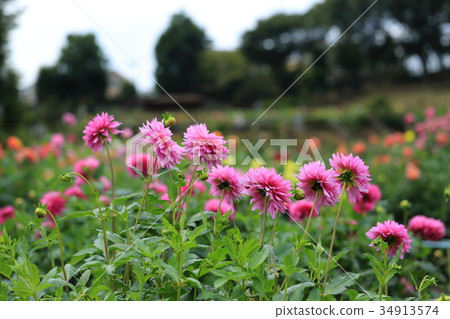 Pink Dahlia Chunhua 34913574