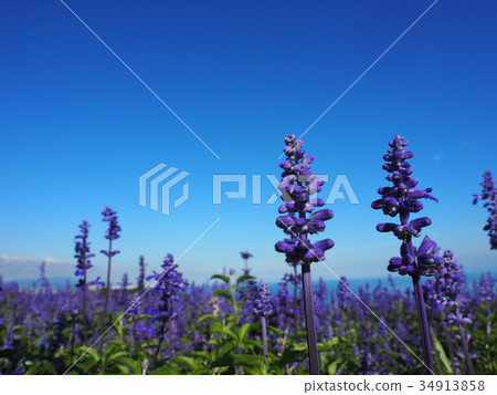 Blue sky and blue salvia 34913858