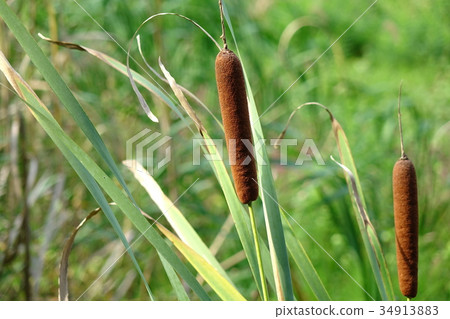 Ear of cattail of Mt. Shida foot pass Ear of cattail of Mt. Shida foot pass 34913883