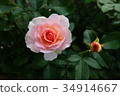 玫瑰 34914667