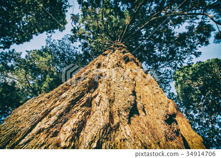 Sequoia redwoods tree - Sequoiadendron giganteum Sequoia redwoods tree - Sequoiadendron giganteum 34914706
