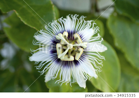 百香果花（果鐘草） 34915335
