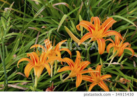 Quercus (forgetfulness in autumn) Quercus (forgetfulness in autumn) 34915430