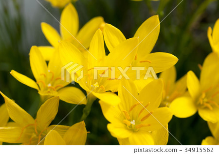 Thamas Dale 34915562