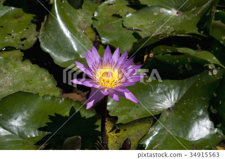 Water lily flowers 34915563