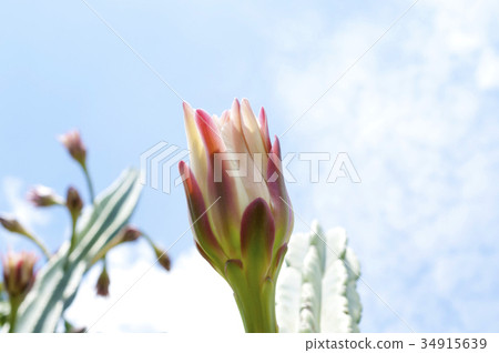 Pillar of cactus 34915639