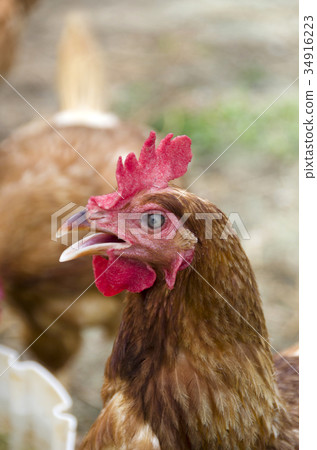 Chicken 34916223