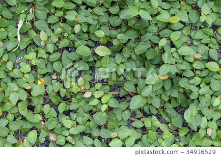 Great thrush Great thrush 34916529