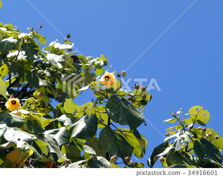 Oohama burdock Oohama burdock 34916601