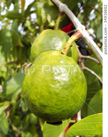 Guava Guava 34916602
