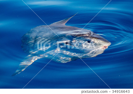 Sunfish underwater while eating jellyfish Sunfish underwater while eating jellyfish 34916643
