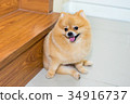 pomeranian dog cute pets short hair style in home 34916737