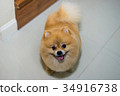 pomeranian dog cute pets short hair style in home 34916738
