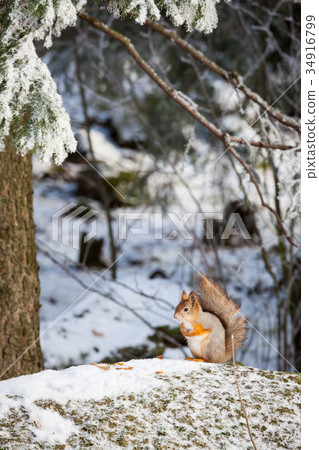 Squirrel at winter 34916799