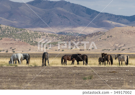Herd of Wild Horses 34917002