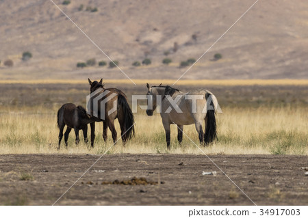 Herd of Wild Horses 34917003