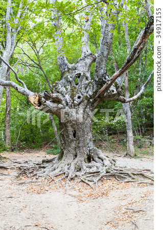 old tree in forest in Haphal Gorge in Crimea 34917155