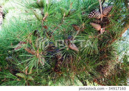 cones of Crimean Pine (Pinus Nigra Pallasiana) cones of Crimean Pine (Pinus Nigra Pallasiana) 34917160