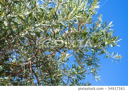 branch of olive tree and blue sky in Crimea branch of olive tree and blue sky in Crimea 34917161