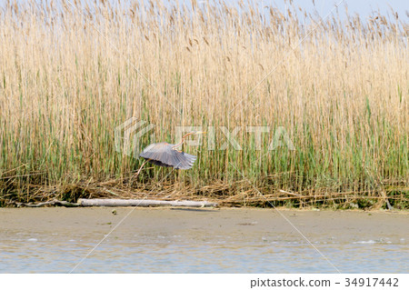 Purple heron close up.Po river lagoon 34917442