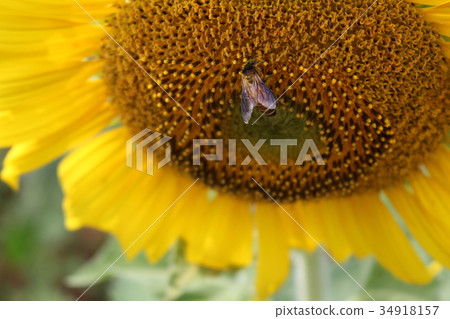 sunflower and bee 34918157