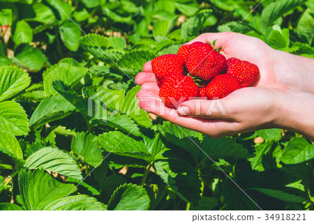 Fresh picked delicious strawberries held in hands 34918221