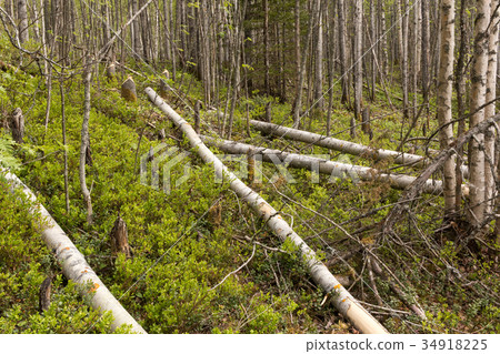 Aspen trunks cut down by beaver Aspen trunks cut down by beaver 34918225