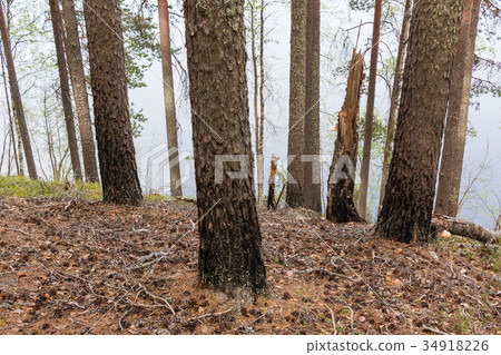 Pine trunks burned by wildfire Pine trunks burned by wildfire 34918226