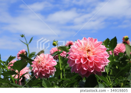Pale pink dahlia flower 34919805