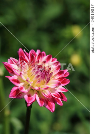 黑暗的桃紅色大麗花喜歡迷人在白色 34919817