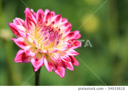 黑暗的桃紅色大麗花喜歡迷人在白色 34919818