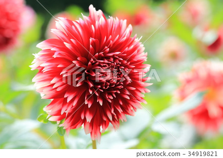 紅色大麗花 紅色大麗花 34919821