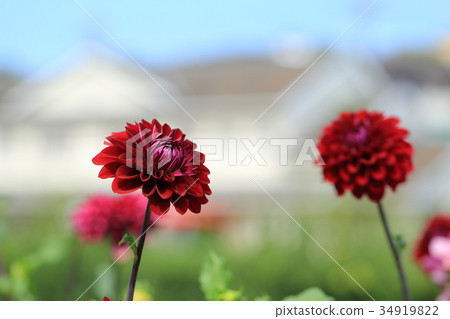 Dark red dahlia flower Dark red dahlia flower 34919822