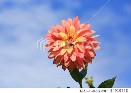 Orange Dahlia Meeting 34919828
