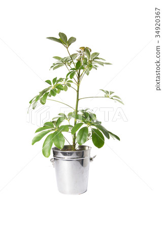 House Plant in bucket, plant isolated on white 34920367