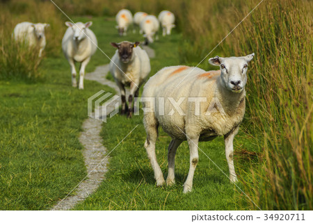 Sheeps in Scottish Highlands 34920711