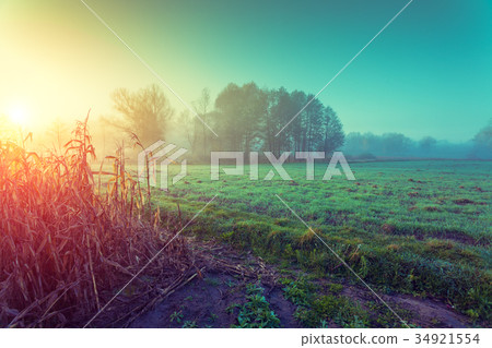 Mist over the field with maize in an early morning 34921554