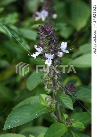 Cinnamon basil flower spike 34921623
